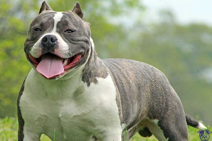 Perro de raza peligrosa